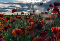 ​土味情话经典语录 土味情话的情感语录(精选76句)