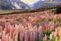 ​鱼与水的经典语录爱情 鱼儿离不开水的情话