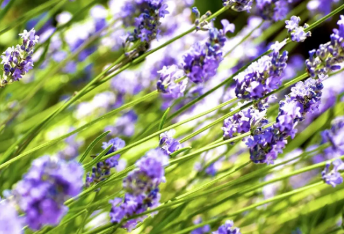 1708059329166446.png image.png