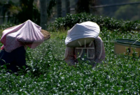 ​属相带姓氏的网名女孩霸气