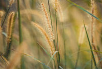 ​狗狗英文名字带翻译（斑点狗狗的英文名字大全）