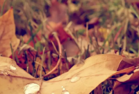 ​跟颖发音近的英文名（跟颖字相关的英文名）