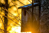 ​给猫咪取英文名（好听的猫咪英文名）