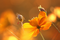 ​好听容易记的英文名（好听容易记的英文名字）