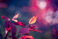 ​香港人姓李英文名字（姓李给我一个英文名）