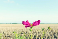 ​好听的游戏英文名（好听的早教老师英文名）