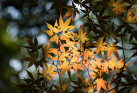 ​陪伴孩子成长经典语录(精选58句)