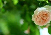 ​古风伤感文案20字 古风的伤感语录文案(精选77句)