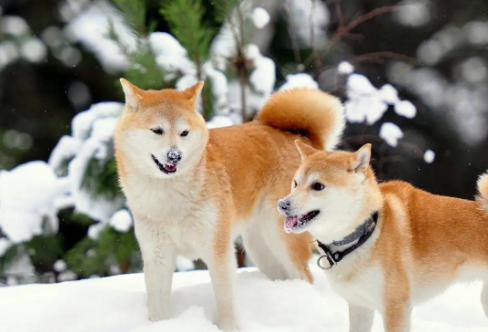 1708457153294337.png image.png