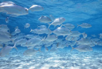 ​唯美爱情语录短句