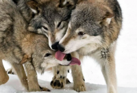 ​孔子语录大全（四）