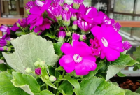 ​正能量励志语录精选：我想试试如果我努力，可以走多远