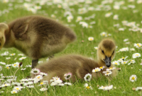 ​汪涵天天向上主持人语录