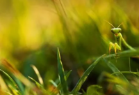 ​面对挑战的励志词 面对挑战的励志语录(精选76句)