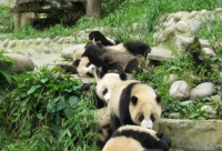 ​可爱猫咪语录 猫咪的暖心语录(精选61句)