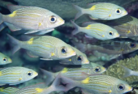 ​幸福久久的语录 猫的幸福语录(精选81句)