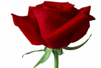 ​2024春节唯美语录文案说说大全