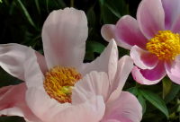 ​神兽放假了朋友圈说说 放假了神兽出笼发圈说说