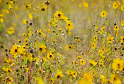 1709196397699954.png image.png