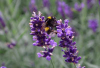 ​神兽放假了朋友圈说说 神兽又放假了的说说