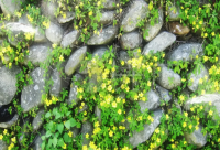 ​当一个人说要渡劫的心情说说2024疫情期间（精选）