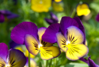 ​上有老下有小累的说说精选