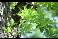 ​秋天落叶朋友圈说说精选