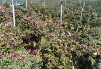 ​死心绝望到极致的说说精选