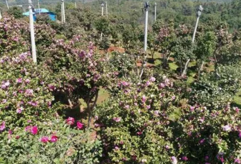 1709258157948807.png image.png