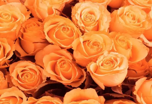 1709279336430446.png image.png