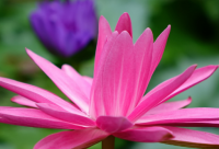 ​公布对象的说说2024疫情期间（精选）