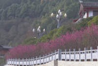 ​关于桂花雨的朋友圈说说 桂花雨的优美句子文案