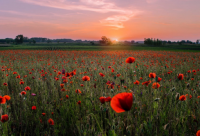 ​关于没胃口没食欲的说说 胃口不好怎么调理(精选18句)