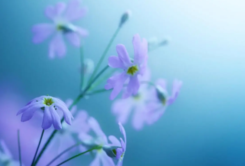 1709622302450112.png image.png