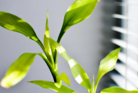 ​对象对自己很没有耐心的句子(共24句)