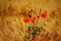 ​很暖很治愈的短句