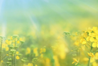 ​三伏天热的受不了的句子(热门20句)