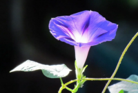 ​幽默自嘲自己皮肤黑的句子(推荐25句)