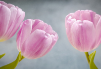 ​温柔干净的文案励志句子生活疫情期间