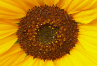 ​有关新年的励志句子 新的一年励志好句子关于疫情（精选）