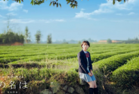 ​关于银杏叶的说说心情 描写银杏叶的优美句子