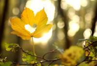 ​唯美励志的句子经典语句-87句