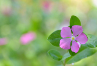 ​春季新学期开学励志说说87句2024疫情期间（精选）