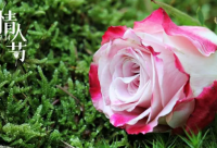 ​积极向上阳光励志短语大全文案朋友圈