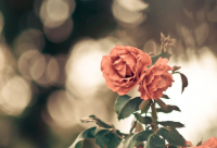 ​秋天伤感的句子43条