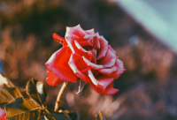 ​生活很压抑很累的伤感句子汇总(40句)