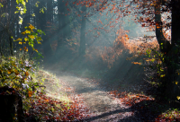 ​表达伤感孤单寂寞的句子通用(50条)