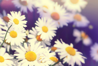 ​内涵吃力不讨好的伤感说说