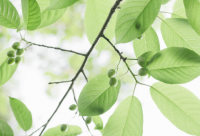 ​落叶的伤感句子通用19句