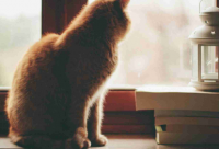 ​女生超伤感说说200句